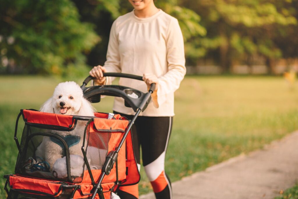 Don’t Ignore These Common Vet Red Flags for Your Pet’s Sake