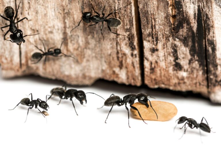 Carpenter Ants vs. Black Ants: What's the Difference? - MetroMSK