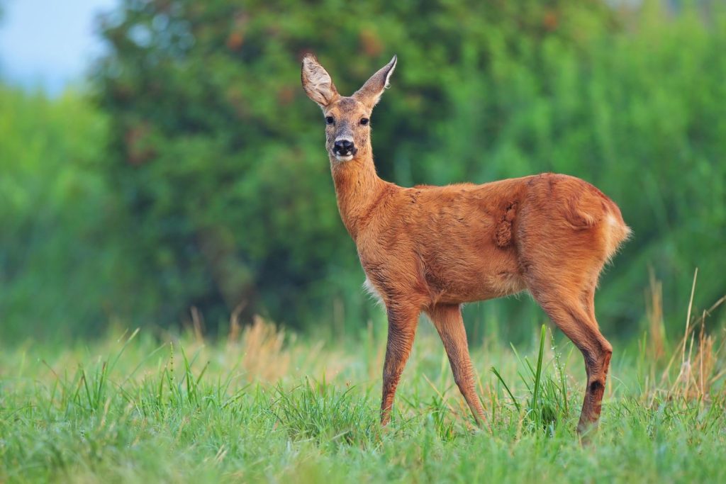 Conservative Game Management Offers the Best Axis Deer Hunting in the Hawaii