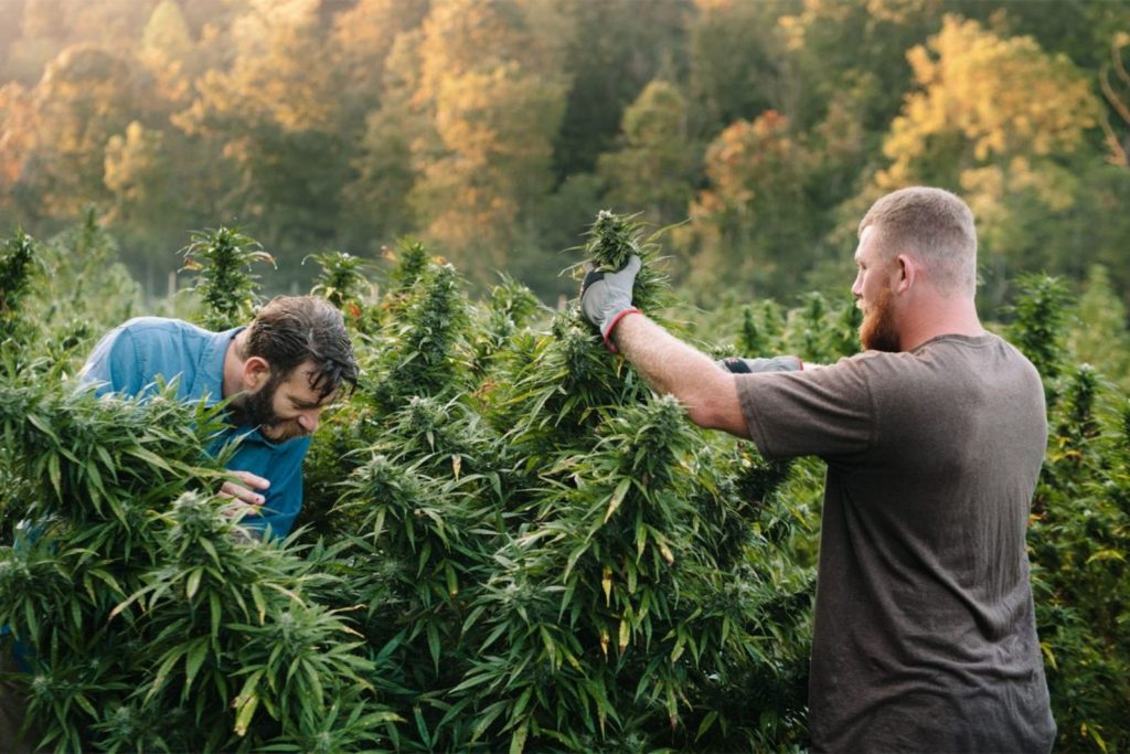 Exploring the 4 Benefits of Supporting Local Cannabis Businesses