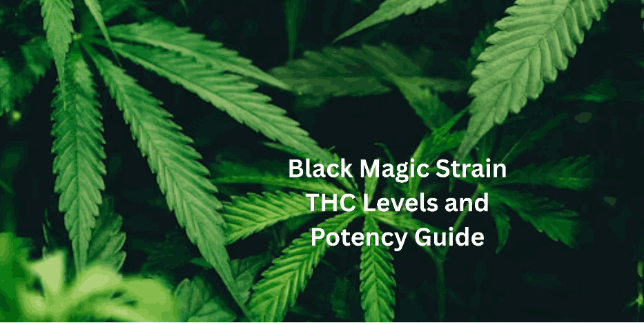 Black Magic Strain THC Levels and Potency Guide
