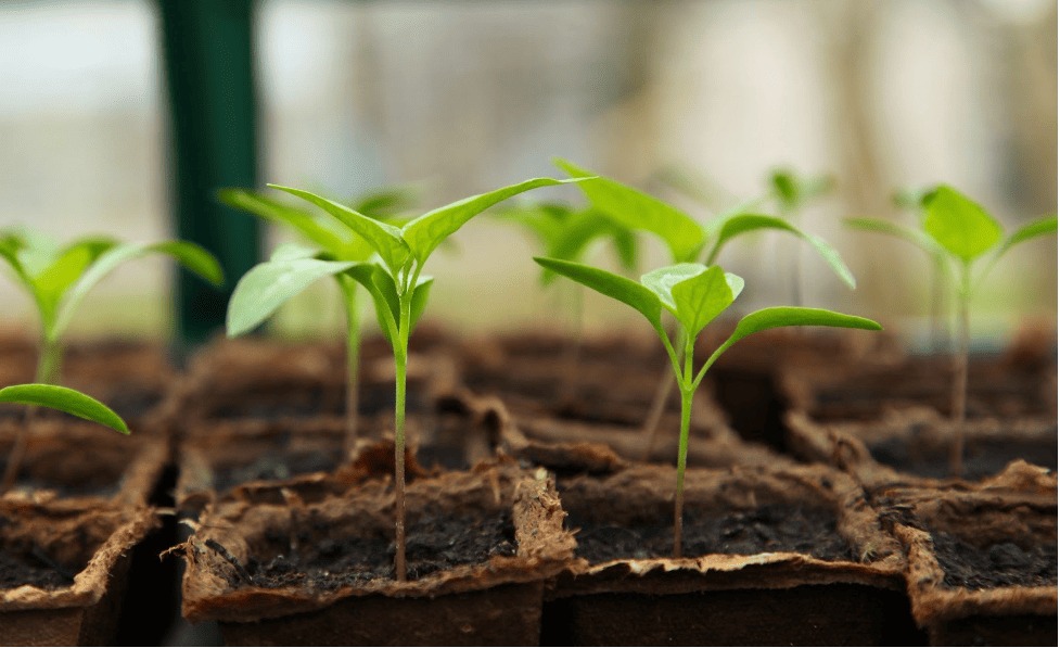 Everything You Need to Know About Vegetable Gardening plants