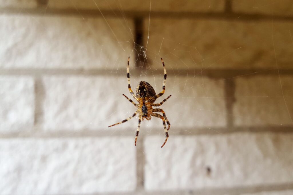 Ways to Prevent Spider Issues in Homes in Irvine