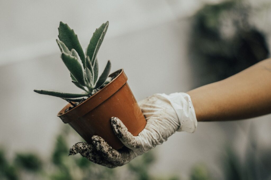 Top Trends in Garden Pots to Beautify Your Outdoor Space
